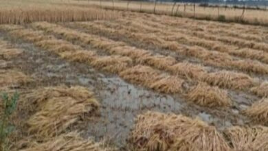 मध्य प्रदेश में बेमौसम बारिश, सोयाबीन, गेहूं और अन्य फसलों को भारी नुकसान