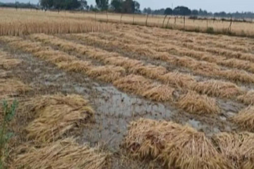 मध्य प्रदेश में बेमौसम बारिश, सोयाबीन, गेहूं और अन्य फसलों को भारी नुकसान मध्य प्रदेश में बेमौसम बारिश, सोयाबीन, गेहूं और अन्य फसलों को भारी नुकसान