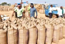 पूर्वी उत्तर प्रदेश में पहली नवंबर से होगी धान खरीद