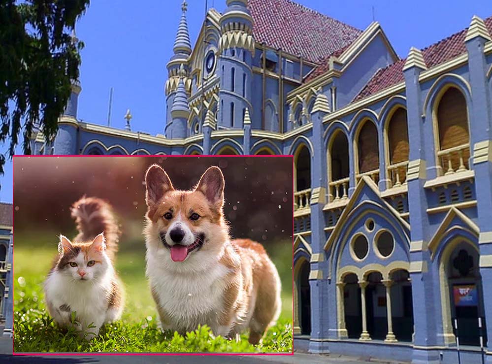 जबलपुर हाईकोर्ट का स्पष्ट निर्देश: सरकारी आवास पालतू जानवरों के लिए नहीं, केवल परिवार के लिए