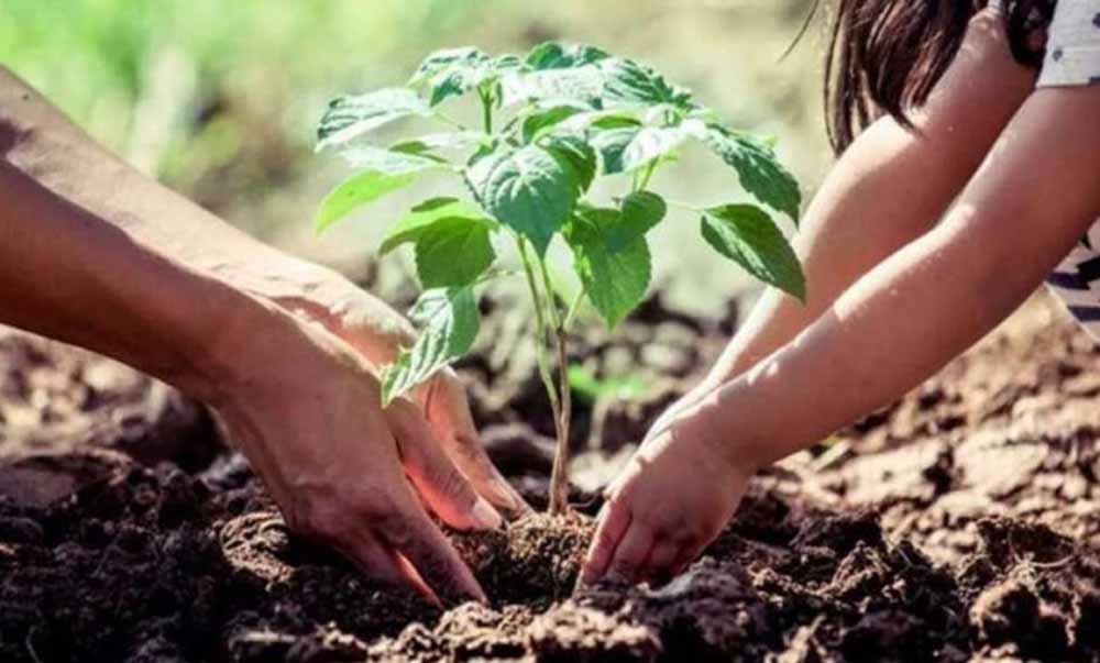 अमृत हरित महाअभियान में नगरीय क्षेत्रों में 35.59 लाख पौधे लगाये गये अमृत हरित महाअभियान में नगरीय क्षेत्रों में 35.59 लाख पौधे लगाये गये