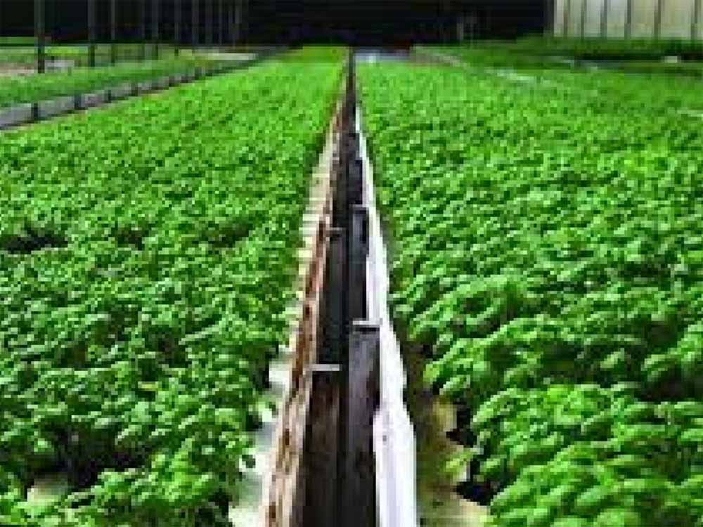 खंडवा जिले की उद्यानिकी फसलों के लिये उद्यमियों से परियोजना प्रस्ताव आमंत्रित