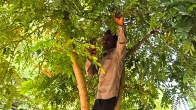 एमपी शिक्षक ने पेड़ पर चढ़कर किया ई-अटेंडेंस, नेटवर्क की समस्या ने बढ़ाई परेशानी