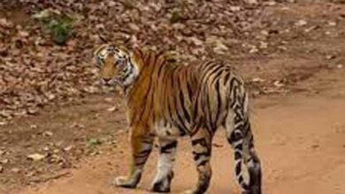 बांधवगढ़ टाइगर रिजर्व में टिकट घोटाला! सरकारी वेबसाइट से हो रही थी सफारी पास की कालाबाजारी