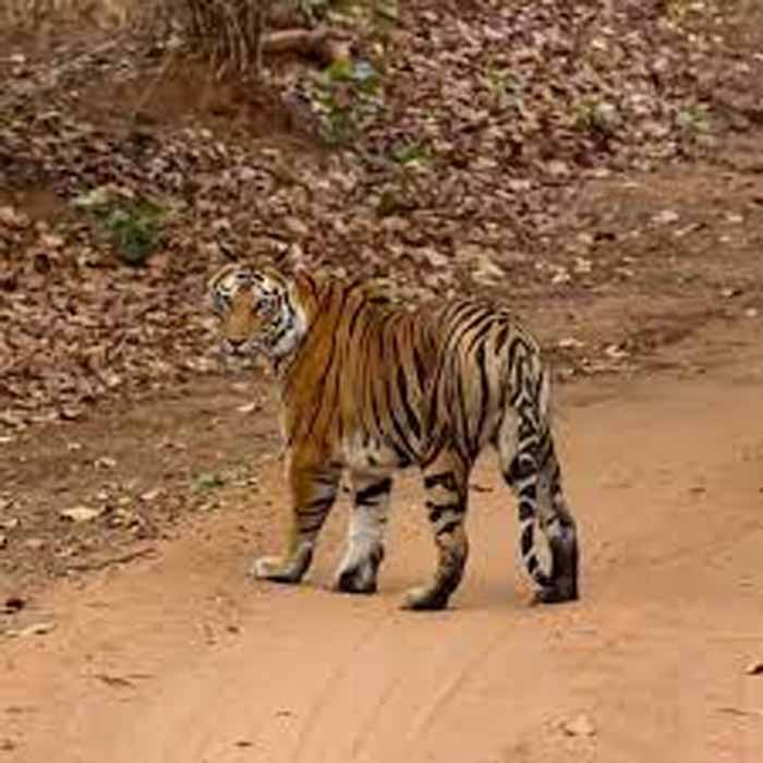 बांधवगढ़ टाइगर रिजर्व में टिकट घोटाला! सरकारी वेबसाइट से हो रही थी सफारी पास की कालाबाजारी बांधवगढ़ टाइगर रिजर्व में टिकट घोटाला! सरकारी वेबसाइट से हो रही थी सफारी पास की कालाबाजारी