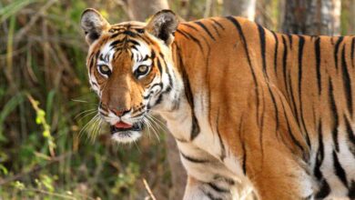 मध्यप्रदेश के 10 बाघ होंगे शिफ्ट, ओडिशा-राजस्थान-छत्तीसगढ़ को मिलेंगे टाइगर मध्यप्रदेश के 10 बाघ होंगे शिफ्ट, ओडिशा-राजस्थान-छत्तीसगढ़ को मिलेंगे टाइगर