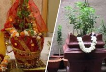 तुलसी विवाह 2025: जानें 2 या 3 नवंबर में कौन-सी है सही तिथि, शुभ मुहूर्त और पूजा विधि