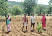 बंदूक की गूंज से फलों और फूलों की महक तक का सफर