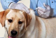 कैनाइन डिस्टेंपर वायरस से बचाव: चीतों-बाघों की सुरक्षा के लिए कुत्तों का होगा टीकाकरण