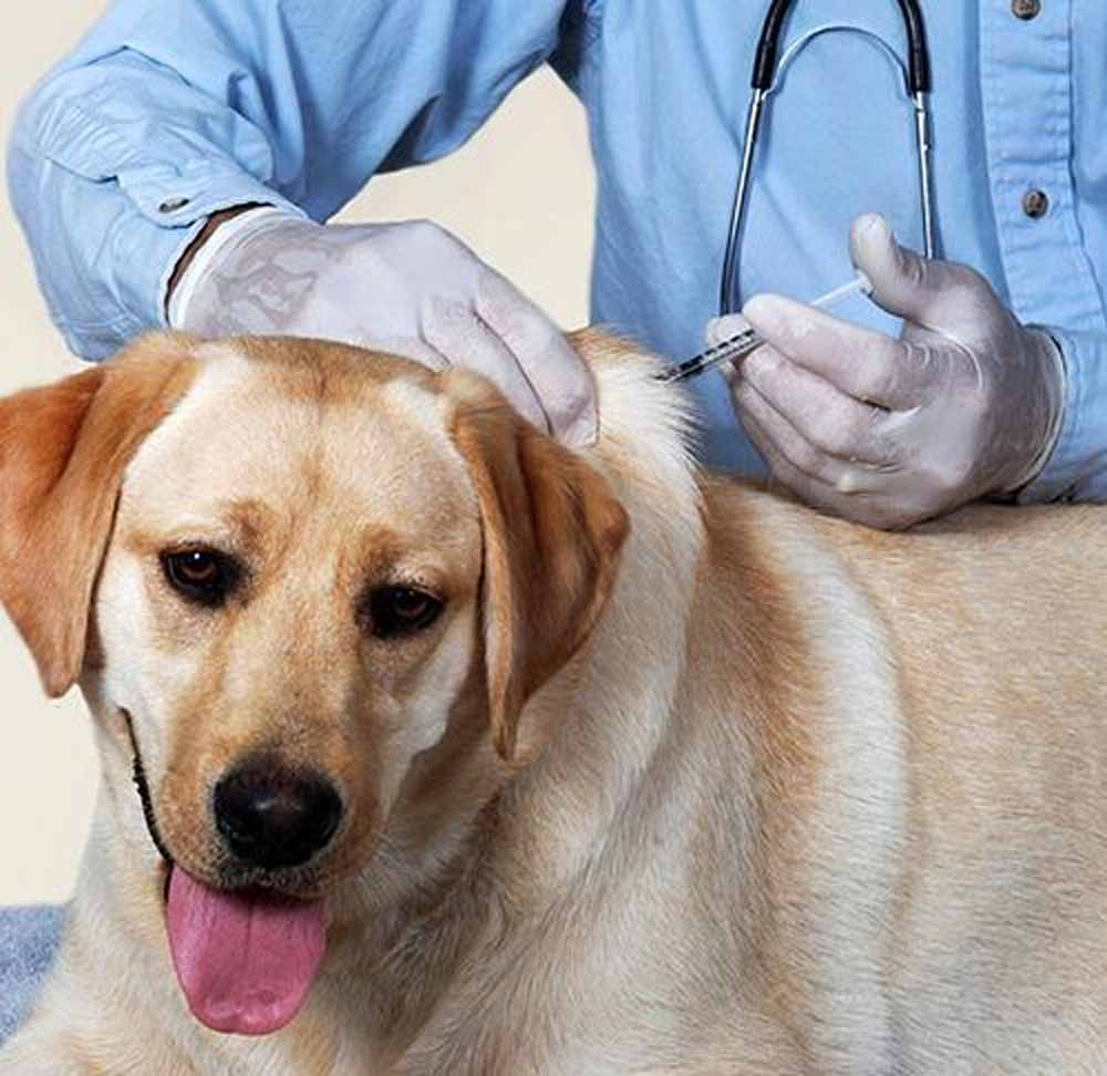 कैनाइन डिस्टेंपर वायरस से बचाव: चीतों-बाघों की सुरक्षा के लिए कुत्तों का होगा टीकाकरण कैनाइन डिस्टेंपर वायरस से बचाव: चीतों-बाघों की सुरक्षा के लिए कुत्तों का होगा टीकाकरण