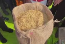 कवर्धा : धान उपार्जन 2025-26 : पहले दिन 306.8 क्विंटल खरीदी