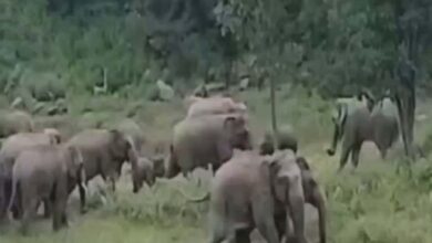 कोरबा–कटघोरा में हाथियों का कहर: फसलें बर्बाद, ग्रामीणों में दहशत