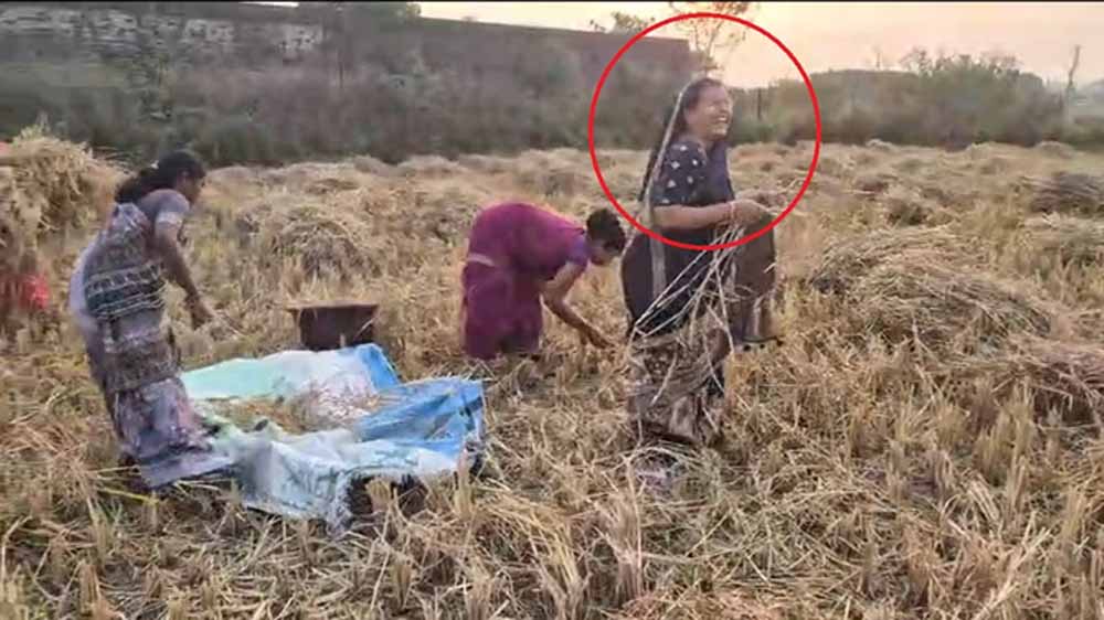बलरामपुर-रामानुजगंज में धान कटाई: कृषि मंत्री राम विचार नेताम की पत्नी भी उतरीं खेत में, ग्रामीणों में बढ़ा उत्साह