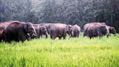 गिरिडीह में हाथी का कहर: किसान की मौत, ग्रामीणों ने वन विभाग पर लापरवाही का आरोप गिरिडीह में हाथी का कहर: किसान की मौत, ग्रामीणों ने वन विभाग पर लापरवाही का आरोप