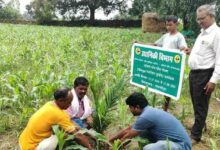 बंदूक की गूंज से फलों और फूलों की महक तक का सफर,बस्तर में साग-सब्जी, फलों की खेती से चमत्कारिक बदलाव