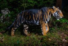 इंदौर जू में नए साल में आएगा ब्लैक टाइगर, मेलानिस्टिक और व्हाइट टाइगर की मेटिंग से उम्मीद