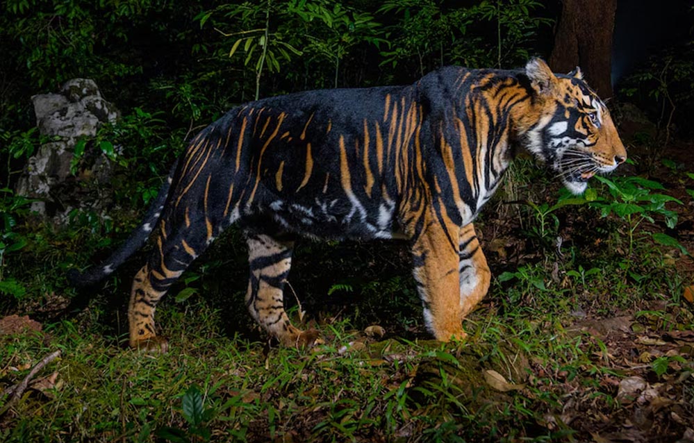 इंदौर जू में नए साल में आएगा ब्लैक टाइगर, मेलानिस्टिक और व्हाइट टाइगर की मेटिंग से उम्मीद इंदौर जू में नए साल में आएगा ब्लैक टाइगर, मेलानिस्टिक और व्हाइट टाइगर की मेटिंग से उम्मीद