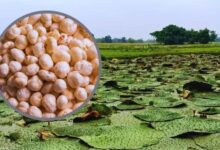 बिहार मॉडल पर मध्यप्रदेश में मखाना खेती, 4 जिलों में शुरू होगा पायलट प्रोजेक्ट