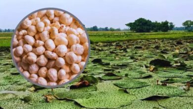 बिहार मॉडल पर मध्यप्रदेश में मखाना खेती, 4 जिलों में शुरू होगा पायलट प्रोजेक्ट