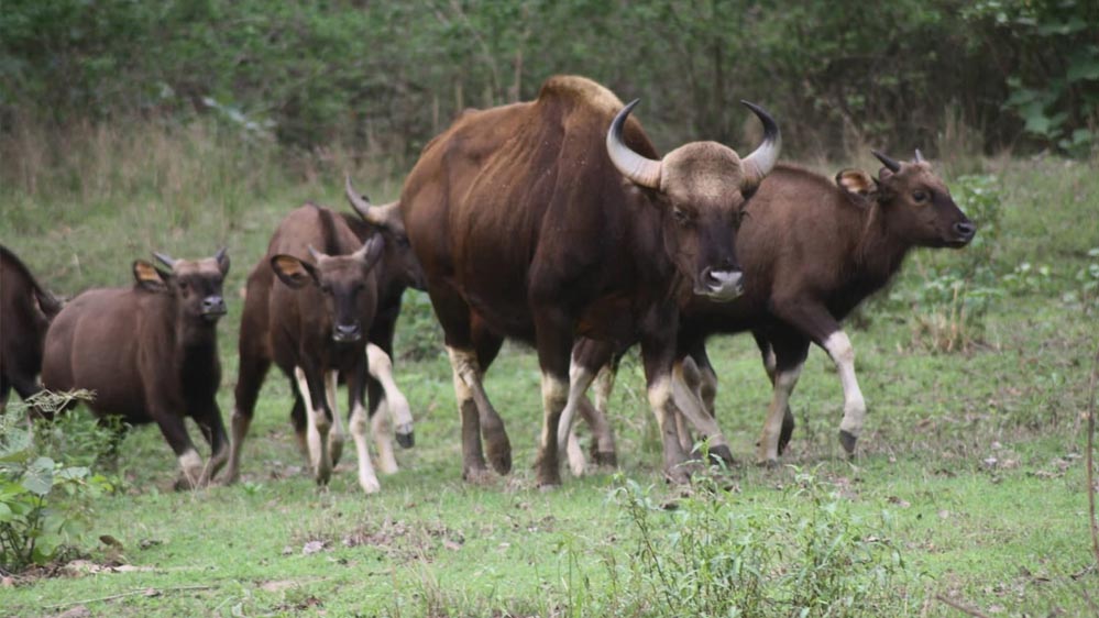 कान्हा नेशनल पार्क में आएंगे असम के वाइल्ड बफेलो, टाइगर रिजर्व में बढ़ेगा वाइल्डलाइफ रोमांच