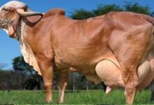 विशेष आर्टिकल- गिर गाय नस्ल: स्वदेशी गौ संवर्धन की रानी – विशेषताएं, लाभ और उत्तर प्रदेश में योगदान