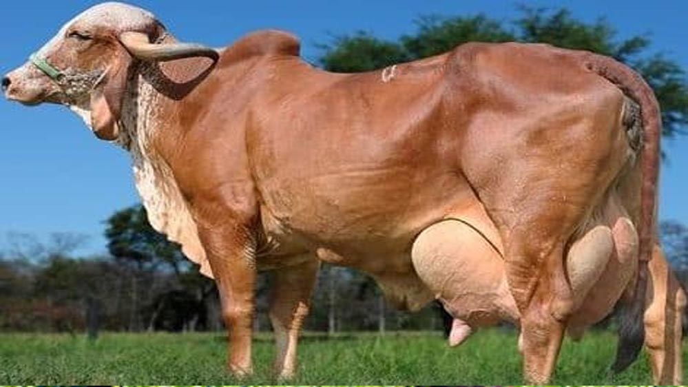 विशेष आर्टिकल- गिर गाय नस्ल: स्वदेशी गौ संवर्धन की रानी – विशेषताएं, लाभ और उत्तर प्रदेश में योगदान विशेष आर्टिकल- गिर गाय नस्ल: स्वदेशी गौ संवर्धन की रानी – विशेषताएं, लाभ और उत्तर प्रदेश में योगदान