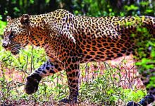 400 के.वी. सबस्टेशन इंदौर में घुसे तेंदुए को बहादुरी से पकड़ा, ट्रांसको टीम की सतर्कता और साहस से टला बड़ा हादसा