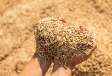 2.43 लाख मीट्रिक टन से अधिक की हो चुकी धान खरीद