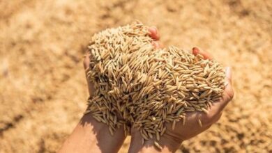 2.43 लाख मीट्रिक टन से अधिक की हो चुकी धान खरीद 2.43 लाख मीट्रिक टन से अधिक की हो चुकी धान खरीद