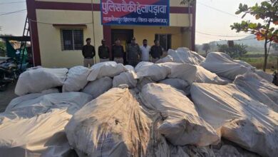 नशे के विरूद्ध खरगोन पुलिस की अब तक की सबसे बड़ी कार्रवाई पहाड़ी क्षेत्र में अवैध गांजा की खेती का भंडाफोड़