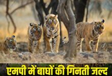 MP में बाघ गणना 2026 शुरू: टाइगर रिजर्व में लगाए जाएंगे 562 कैमरा ट्रैप, पूरी प्रक्रिया होगी पेपरलेस