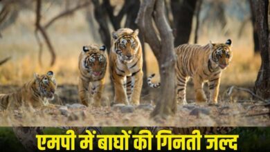 MP में बाघ गणना 2026 शुरू: टाइगर रिजर्व में लगाए जाएंगे 562 कैमरा ट्रैप, पूरी प्रक्रिया होगी पेपरलेस