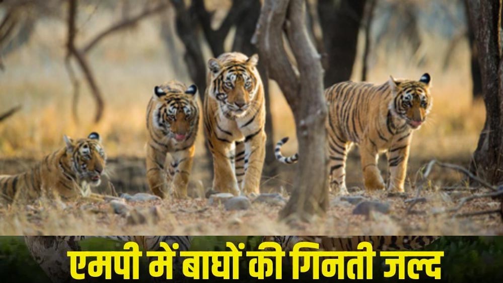 MP में बाघ गणना 2026 शुरू: टाइगर रिजर्व में लगाए जाएंगे 562 कैमरा ट्रैप, पूरी प्रक्रिया होगी पेपरलेस MP में बाघ गणना 2026 शुरू: टाइगर रिजर्व में लगाए जाएंगे 562 कैमरा ट्रैप, पूरी प्रक्रिया होगी पेपरलेस