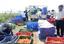 रायपुर : टमाटर की खेती से किसान बन रहे आत्मनिर्भर