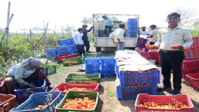 रायपुर : टमाटर की खेती से किसान बन रहे आत्मनिर्भर रायपुर : टमाटर की खेती से किसान बन रहे आत्मनिर्भर