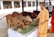 विशेष आर्टिकल- मुख्यमंत्री स्वदेशी गौ संवर्धन योजना: योगी सरकार का देसी गौ-पालन क्रांति – 80 हजार तक अनुदान से किसानों की आय दोगुनी