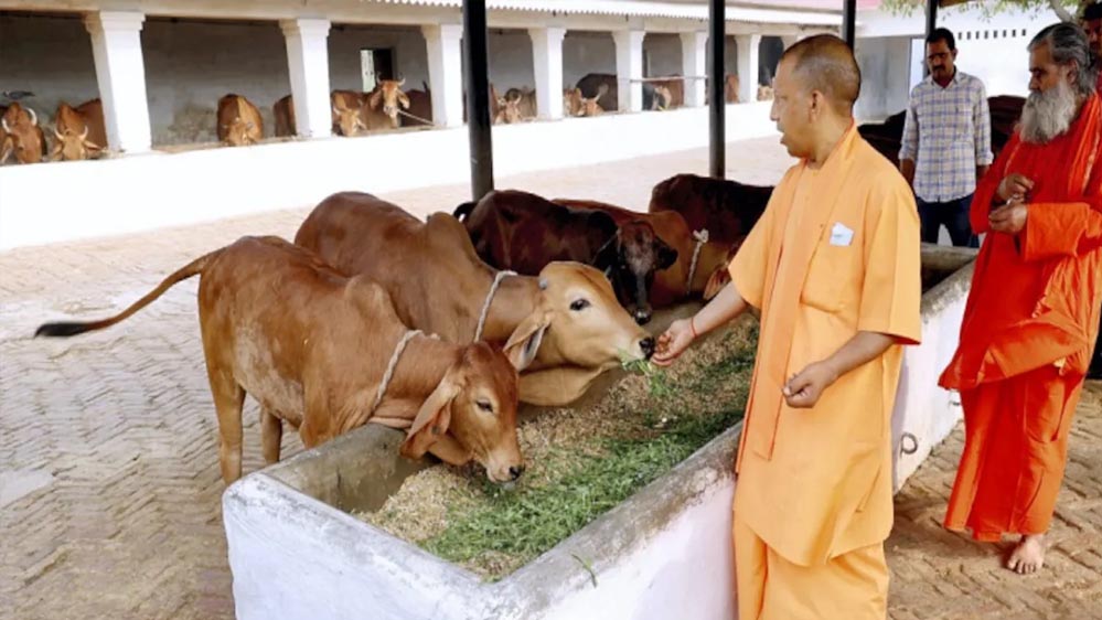 विशेष आर्टिकल- मुख्यमंत्री स्वदेशी गौ संवर्धन योजना: योगी सरकार का देसी गौ-पालन क्रांति – 80 हजार तक अनुदान से किसानों की आय दोगुनी