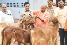 विशेष आर्टिकल- साहीवाल गाय नस्ल: उत्तर प्रदेश की डेयरी क्रांति की रानी – विशेषताएं, लाभ और योगी सरकार की योजनाओं में योगदान