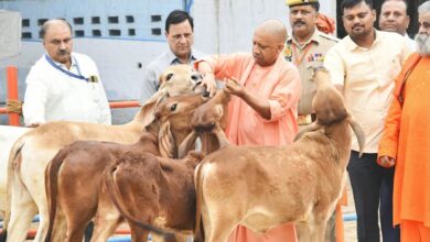 विशेष आर्टिकल- साहीवाल गाय नस्ल: उत्तर प्रदेश की डेयरी क्रांति की रानी – विशेषताएं, लाभ और योगी सरकार की योजनाओं में योगदान