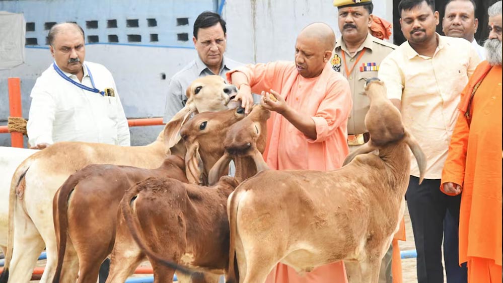 विशेष आर्टिकल- साहीवाल गाय नस्ल: उत्तर प्रदेश की डेयरी क्रांति की रानी – विशेषताएं, लाभ और योगी सरकार की योजनाओं में योगदान