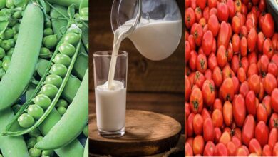 मध्य प्रदेश कृषि में अव्वल: टमाटर में पहला, मटर में दूसरा स्थान; दुग्ध उत्पादन 20% बढ़ाने का लक्ष्य मध्य प्रदेश कृषि में अव्वल: टमाटर में पहला, मटर में दूसरा स्थान; दुग्ध उत्पादन 20% बढ़ाने का लक्ष्य