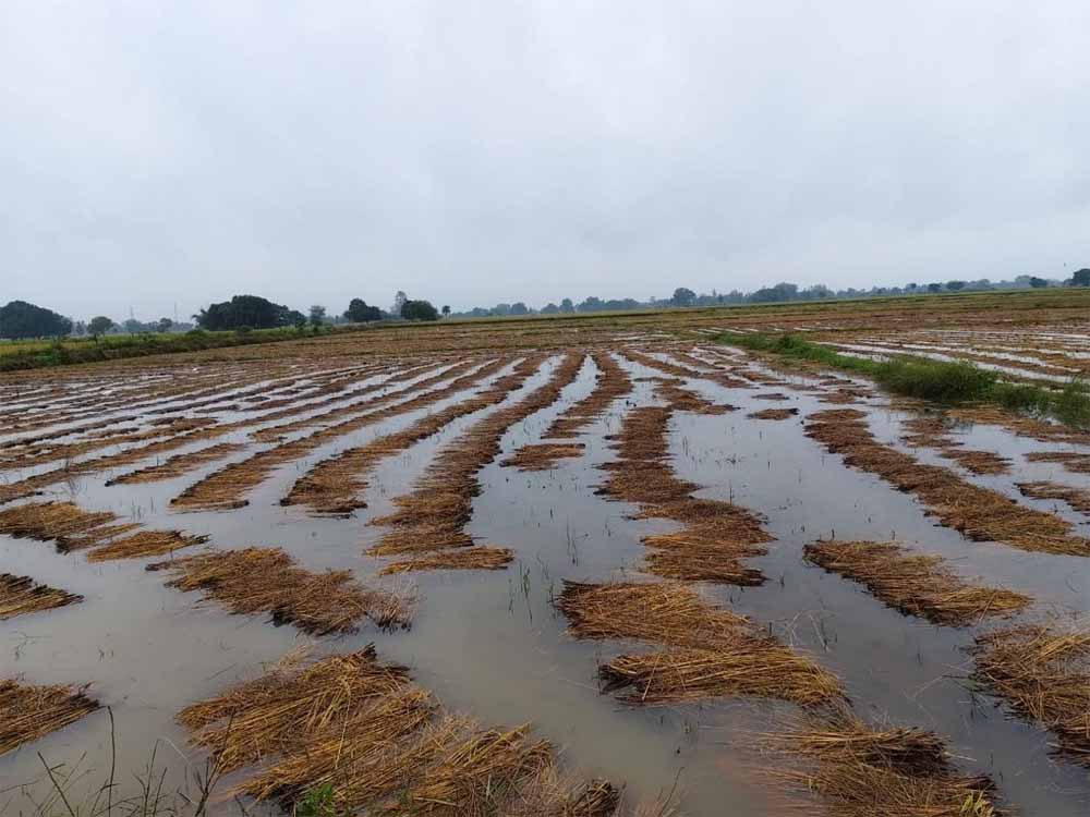 ‘मोंथा’ तूफान से फसलों की तबाही: नुकसान का ब्यौरा जुटाने में जुटी हेमंत सरकार, अधिकारियों को सख्त निर्देश ‘मोंथा’ तूफान से फसलों की तबाही: नुकसान का ब्यौरा जुटाने में जुटी हेमंत सरकार, अधिकारियों को सख्त निर्देश