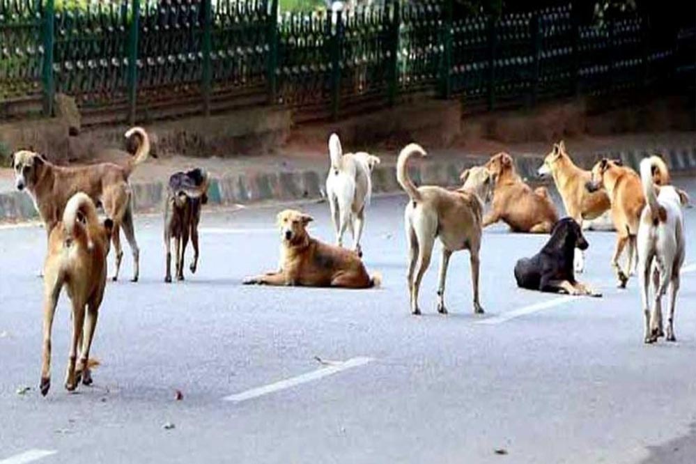 कर्नाटक सरकार का बड़ा फैसला: कुत्ते के काटने से मौत पर परिवार को 5 लाख, चोट-निशान पर 5 हजार रुपये मुआवजा