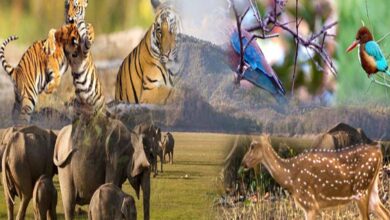 छत्तीसगढ़ में जल्द लागू होगी योजना, लोग अब वन्य प्राणियों को गोद ले सकेंगे छत्तीसगढ़ में जल्द लागू होगी योजना, लोग अब वन्य प्राणियों को गोद ले सकेंगे