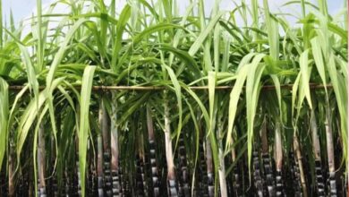 प्रदेश की 21 चीनी मिलों ने शुरू किया गन्ना पेराई कार्य प्रदेश की 21 चीनी मिलों ने शुरू किया गन्ना पेराई कार्य