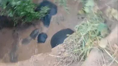 छत्तीसगढ़: कुएं में फंसे 3 हाथी, 8 घंटे बाद जेसीबी से रास्ता बनाकर निकाले गए, एक शावक भी शामिल छत्तीसगढ़: कुएं में फंसे 3 हाथी, 8 घंटे बाद जेसीबी से रास्ता बनाकर निकाले गए, एक शावक भी शामिल