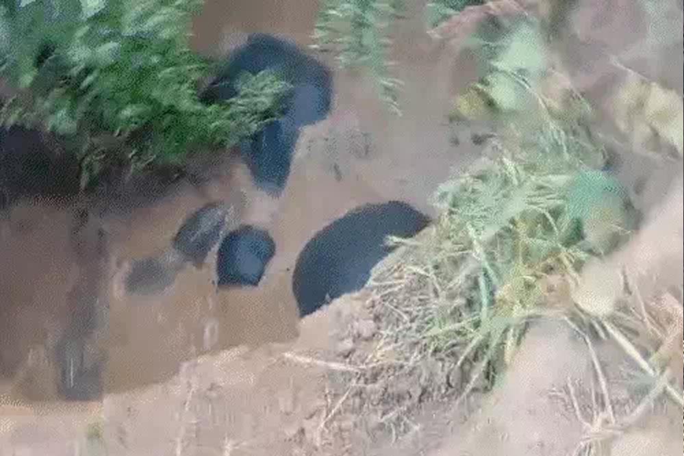 छत्तीसगढ़: कुएं में फंसे 3 हाथी, 8 घंटे बाद जेसीबी से रास्ता बनाकर निकाले गए, एक शावक भी शामिल छत्तीसगढ़: कुएं में फंसे 3 हाथी, 8 घंटे बाद जेसीबी से रास्ता बनाकर निकाले गए, एक शावक भी शामिल