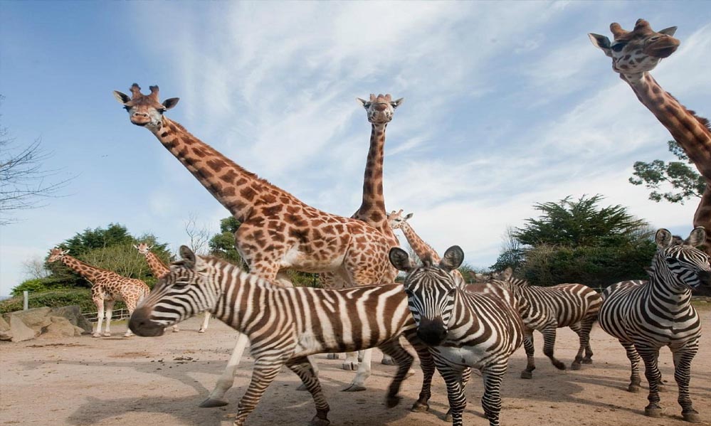 सिंहस्थ-2028 से पहले उज्जैन में बनेगा अंतरराष्ट्रीय स्तर का सफारी और जू, अनंत अंबानी के वनतारा प्रोजेक्ट के साथ टीम ने किया सर्वे सिंहस्थ-2028 से पहले उज्जैन में बनेगा अंतरराष्ट्रीय स्तर का सफारी और जू, अनंत अंबानी के वनतारा प्रोजेक्ट के साथ टीम ने किया सर्वे