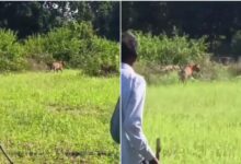 उमरिया के पनपथा गांव में बाघों ने दहशत फैलाई, शिकार के लिए घरों के करीब पहुंचे