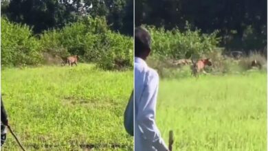 उमरिया के पनपथा गांव में बाघों ने दहशत फैलाई, शिकार के लिए घरों के करीब पहुंचे